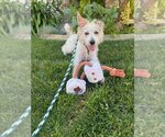 Small Mutt