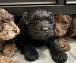 Small Photo #11 Labradoodle Puppy For Sale in SALT LAKE CITY, UT, USA