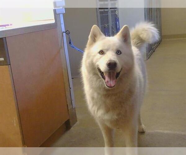 Medium Photo #1 Siberian Husky-Unknown Mix Puppy For Sale in Sacramento, CA, USA