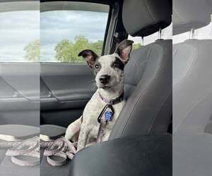 Mutt Dogs for adoption in Garden City, NY, USA