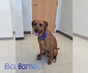 Barney - Male Mutt Dog for Adoption - Photo #2