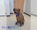Small #1 Redbone Coonhound