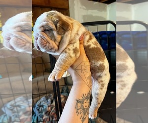 English Bulldog Puppy for sale in WHEATFIELD, IN, USA