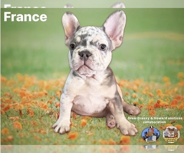 Medium Photo #1 French Bulldog Puppy For Sale in BROOKLYN, NY, USA