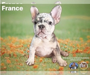 French Bulldog Puppy for sale in BROOKLYN, NY, USA