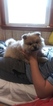 Small Photo #2 Pomsky Puppy For Sale in BOSTON, MA, USA