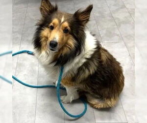 Mutt Dogs for adoption in Dublin, OH, USA