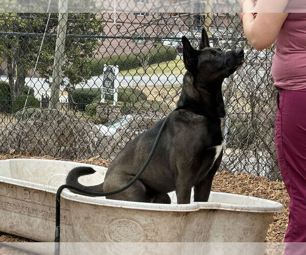 Medium Photo #2 Holland Shepherd-Unknown Mix Puppy For Sale in Imlay City, MI, USA