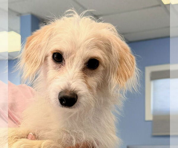 Medium Photo #2 Mutt Puppy For Sale in Cliffwood, NJ, USA