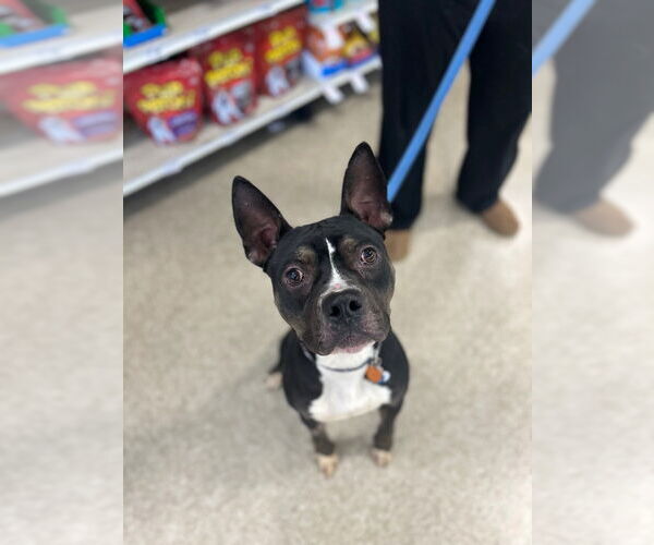 Medium Photo #2 Boxer-Unknown Mix Puppy For Sale in Claremore, OK, USA