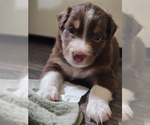 Puppy Goldie Border-Aussie