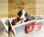Small Photo #9 Miniature Australian Shepherd-Poodle (Toy) Mix Puppy For Sale in HAMILTON, MI, USA