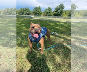 McLovin - Male American Bulldog-Unknown Mix Dog for Adoption - Photo #2