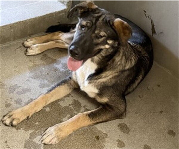 Medium Photo #1 German Shepherd Dog Puppy For Sale in San Bernardino, CA, USA