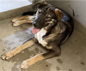 German Shepherd Dog Dogs for adoption in San Bernardino, CA, USA