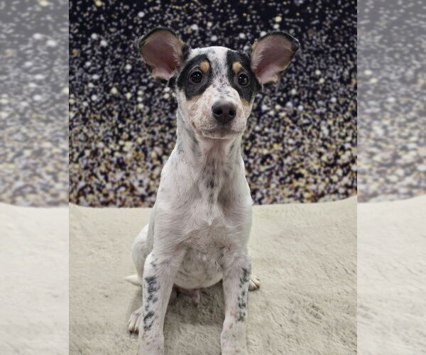 Medium Photo #2 Mutt Puppy For Sale in Lakewood, CO, USA