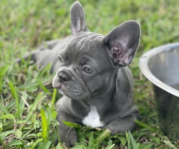 Medium Photo #1 French Bulldog Puppy For Sale in PALM BCH GDNS, FL, USA