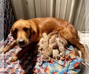 Mother of the Golden Retriever puppies born on 05/14/2023