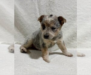 Australian Cattle Dog Puppy for sale in FAIR HAVEN, MI, USA