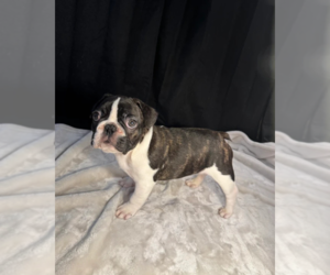 Medium French Bulldog