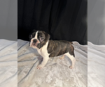 Small French Bulldog