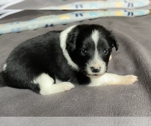 Border Collie-Papillon Mix Puppy for Sale in CULPEPER, Virginia USA