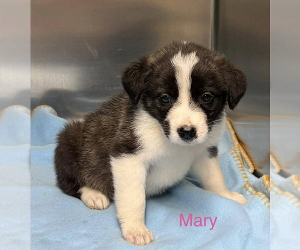 Medium Photo #1 Gollie Puppy For Sale in Brewster, NY, USA