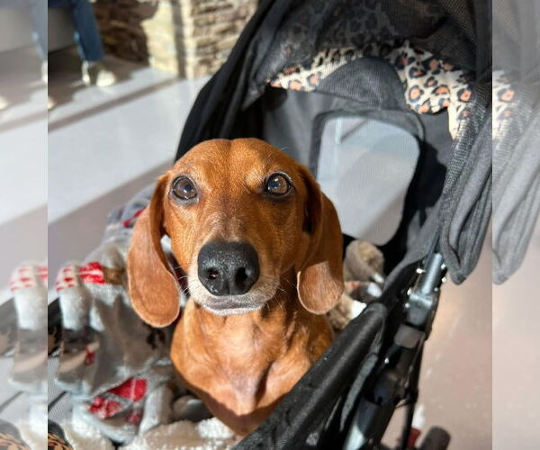 Medium Photo #14 Dachshund Puppy For Sale in Fruitland, SC, USA