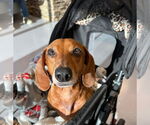 Small #13 Dachshund