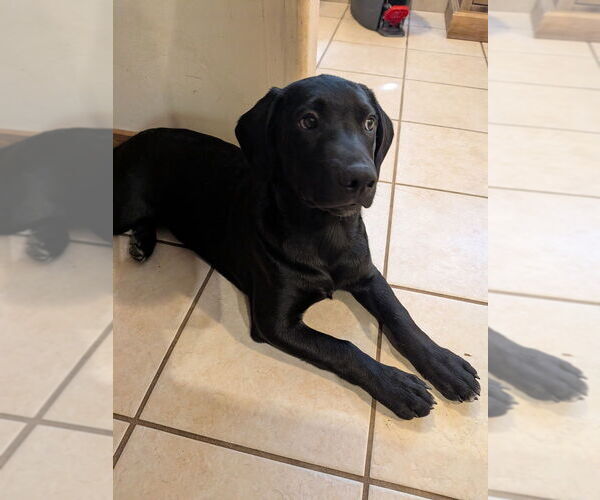 Medium Photo #14 Golden Retriever-Unknown Mix Puppy For Sale in Vail, AZ, USA