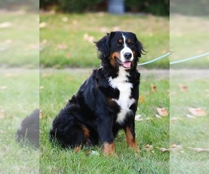 Mother of the Bernese Mountain Dog puppies born on 01/31/2025