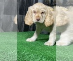 Small #2 Cocker Spaniel