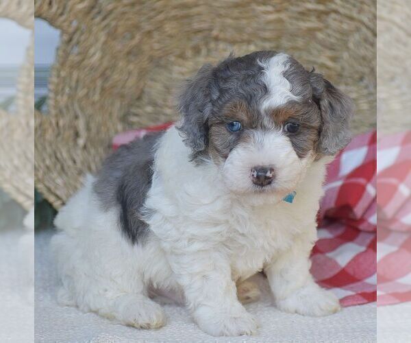 Medium Photo #3 Poodle (Miniature) Puppy For Sale in PEACH BOTTOM, PA, USA