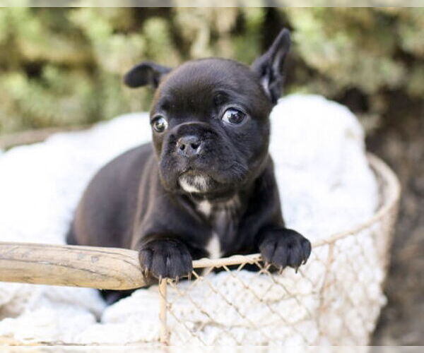 Medium Photo #1 Faux Frenchbo Bulldog Puppy For Sale in Corona, CA, USA