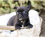 Small Faux Frenchbo Bulldog