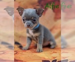Small #9 Chihuahua