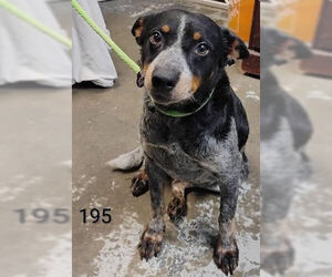 Mutt Dogs for adoption in Crystal, MN, USA