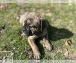 Small Photo #11 Olde English Bulldogge Puppy For Sale in VIOLA, AR, USA