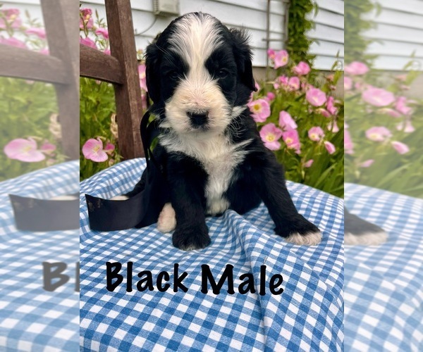 Medium Photo #12 Bernedoodle Puppy For Sale in SPENCER, IN, USA