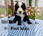 Small #11 Bernedoodle