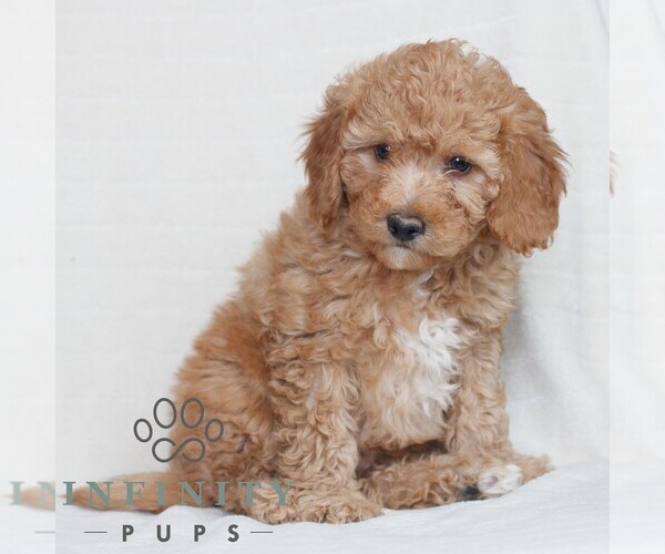 Medium Photo #2 Poodle (Miniature) Puppy For Sale in HONEY BROOK, PA, USA