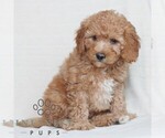 Small #1 Poodle (Miniature)