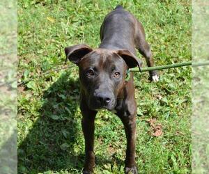 American Pit Bull Terrier-Unknown Mix Dogs for adoption in Murfreesboro, TN, USA
