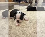 Small #3 Boston Terrier