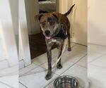 Small #3 Catahoula Leopard Dog Mix