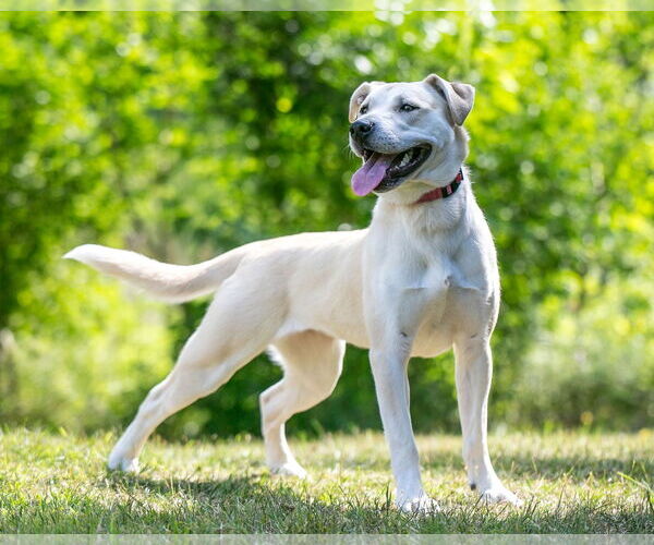 Medium Photo #2 Labrador Retriever-Unknown Mix Puppy For Sale in Farmington, MN, USA