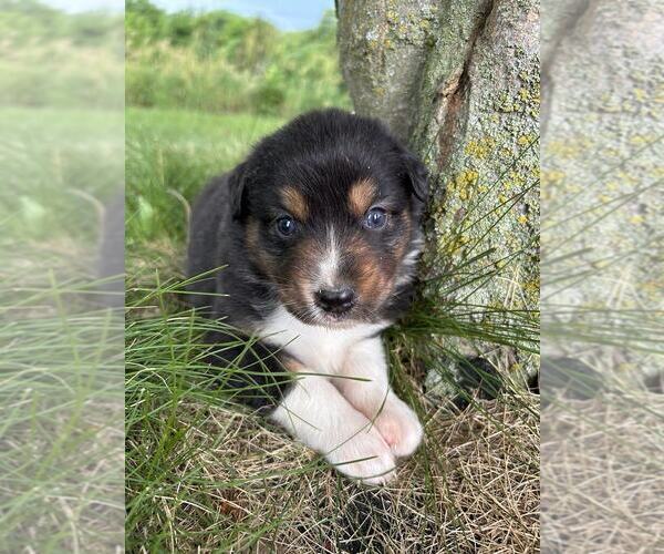 Medium Photo #8 Australian Shepherd Puppy For Sale in JEROMESVILLE, OH, USA