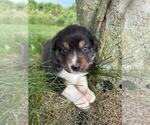 Small #7 Australian Shepherd