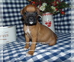 Small Photo #3 Boxer Puppy For Sale in CABOOL, MO, USA