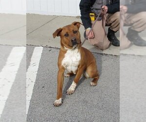 Rhodesian Ridgeback Dogs for adoption in Louisville, KY, USA
